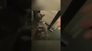 Funny CAT #funny #video #animals #pets #shorts #trending