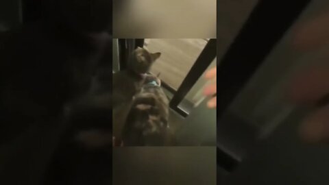 Funny CAT #funny #video #animals #pets #shorts #trending