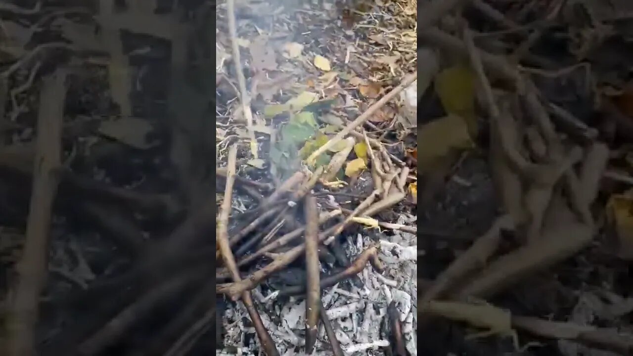 eating bugs at South West Survival