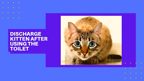 Discharge Kitten After Using The Toilet