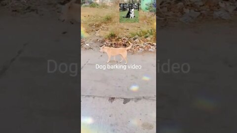 Cute dog 🐶 barking video,#shorts#,#dog#,#dog barking video#