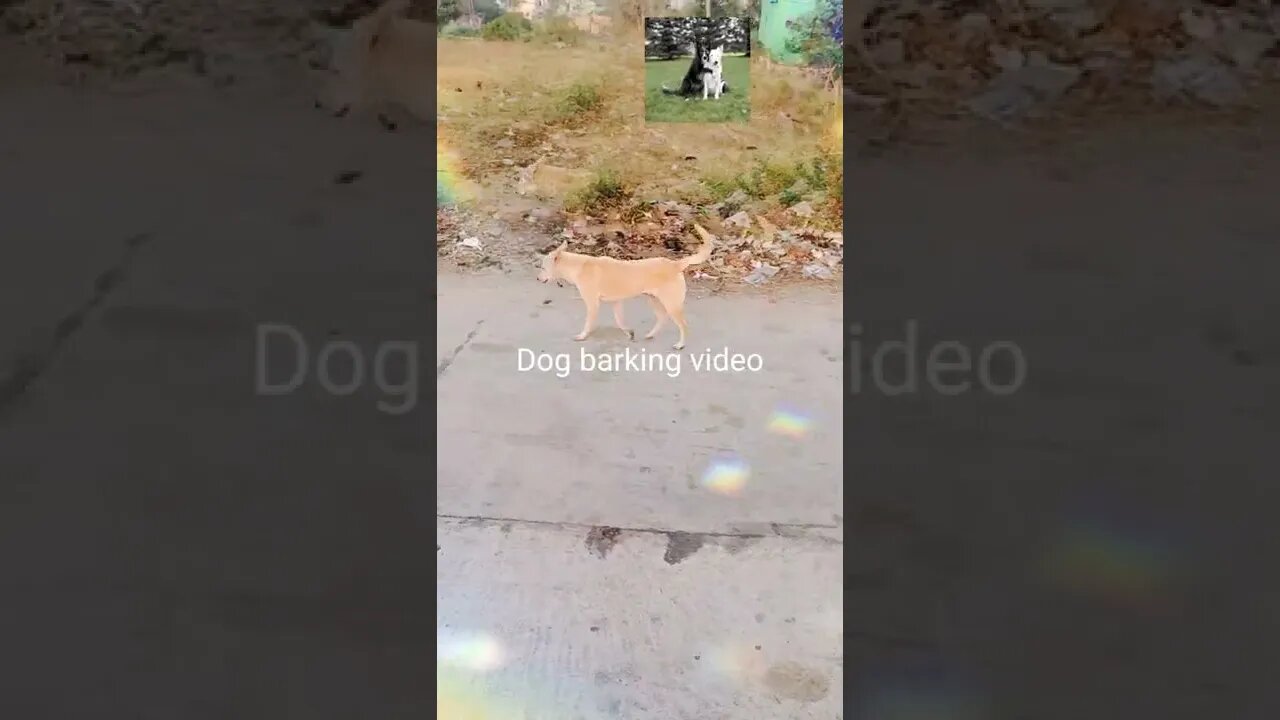 Cute dog 🐶 barking video,#shorts#,#dog#,#dog barking video#