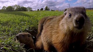 Baby gophers adorably gather at the entrance to their burrow