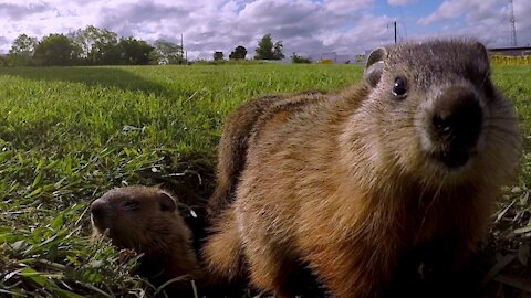 Baby gophers adorably gather at the entrance to their burrow