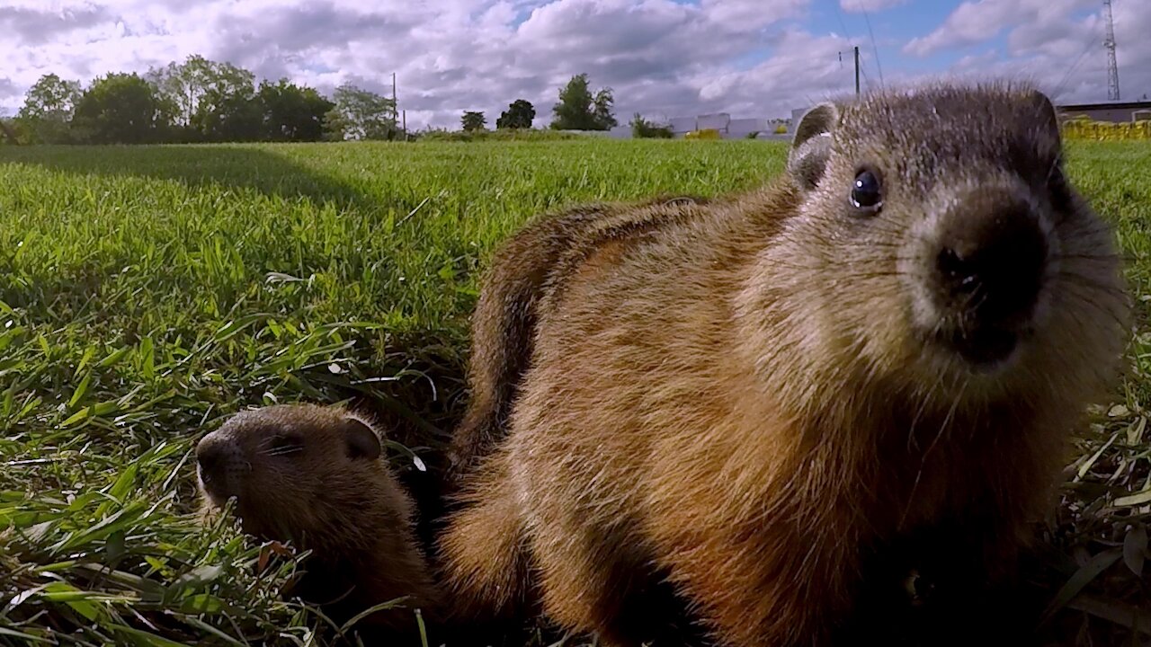 Baby gophers adorably gather at the entrance to their burrow