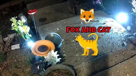 The Foxes And Cat Eat Together 🌲