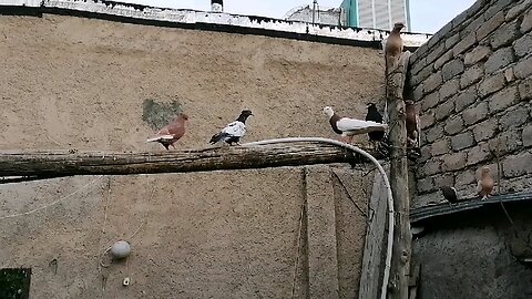 کبوتر ایرانی