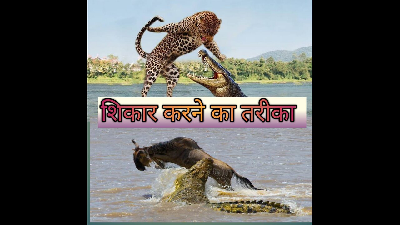 Amazing Moment of attack 26june2022, amazing attack of wild animals