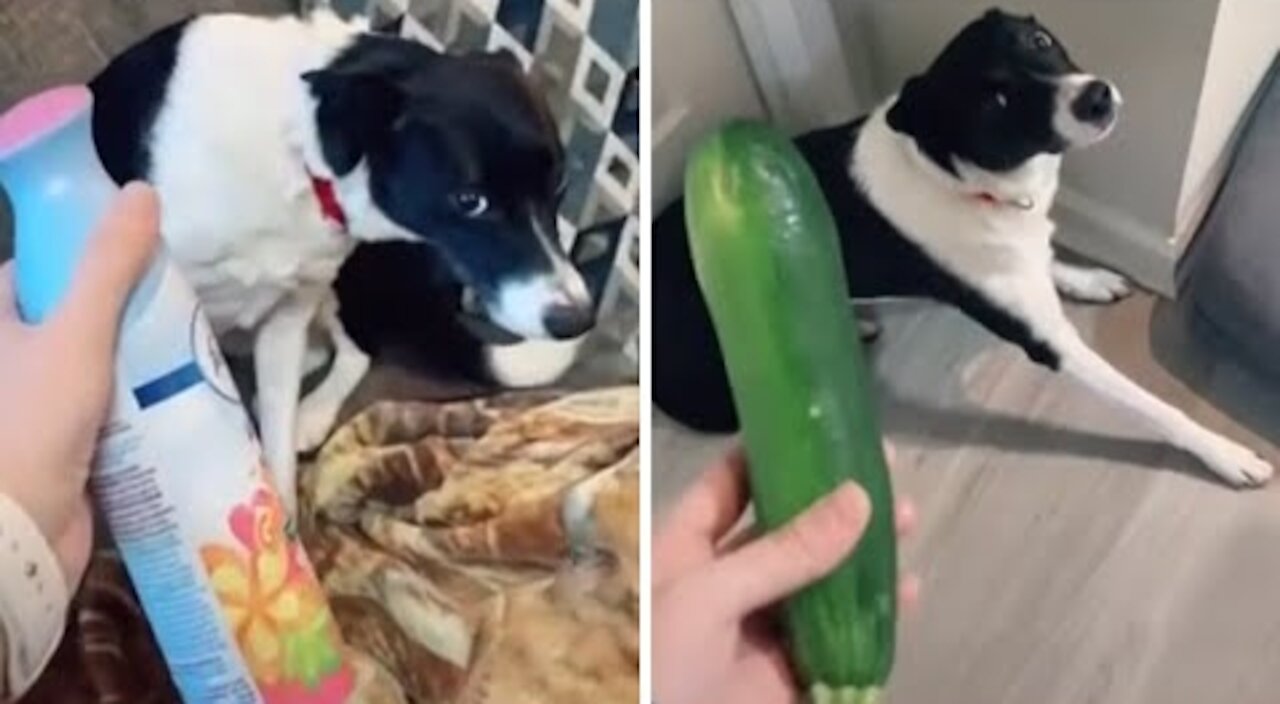 Pup gets scared from totally random household objects