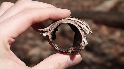 🌱 Nature's Eye 🌱