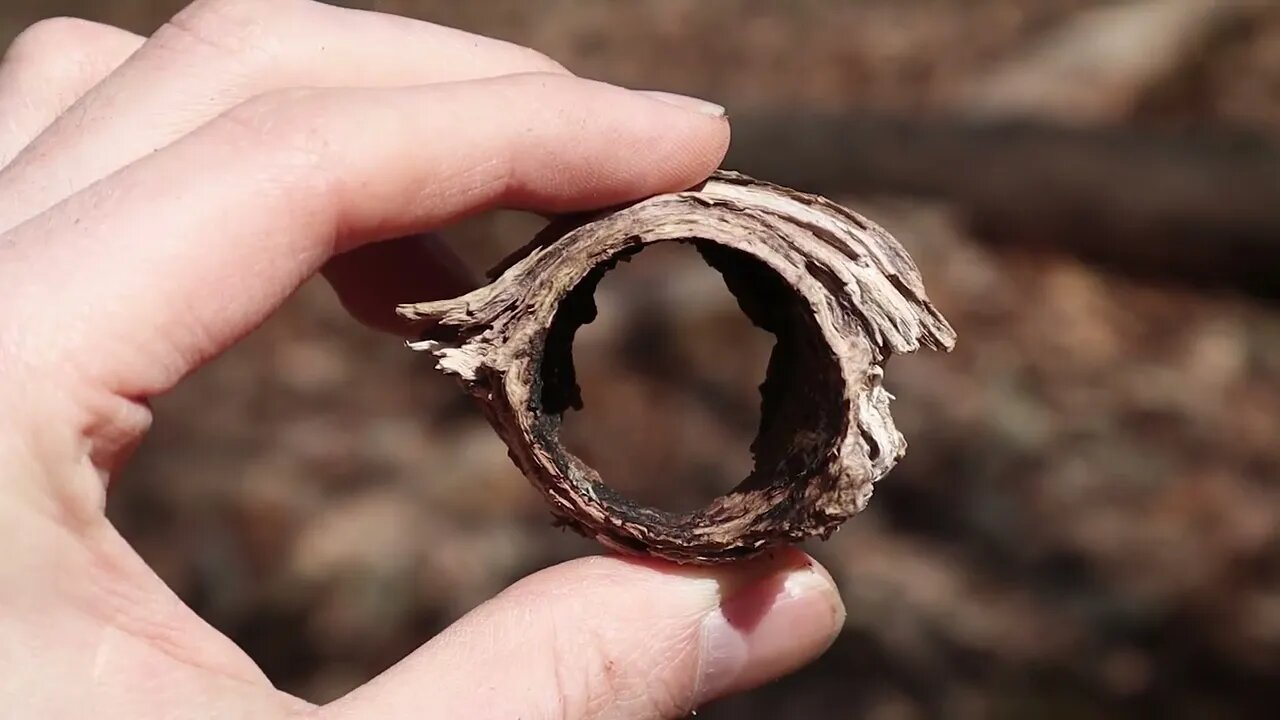 🌱 Nature's Eye 🌱