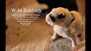 Update on Bunnies #1