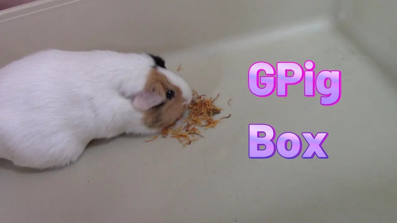 Gpig Box Unboxing July 2023! 😎 #GPigBox #GuineAPigs #GuineaPigTreats