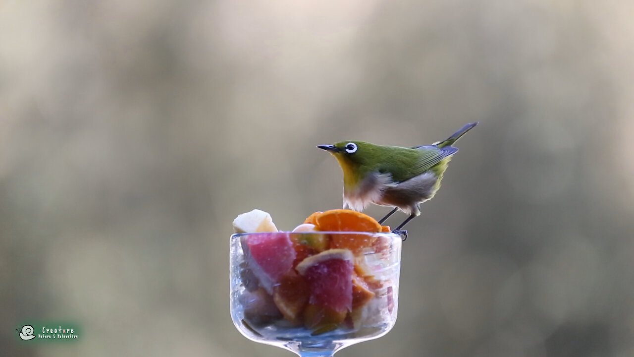 Cute Bird, "Warbling white-eye" eating fruits