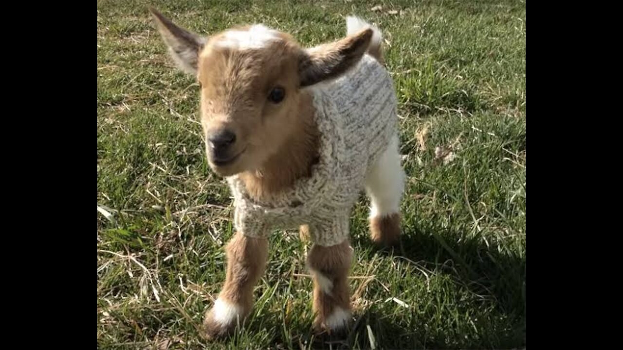 Twin girls with leaves playing with two goats 👧🐐🌿🤗🙂