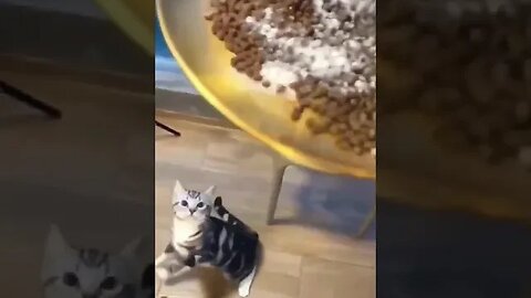 Angry Cats No Waiting Food #cat #funnyanimals #cats