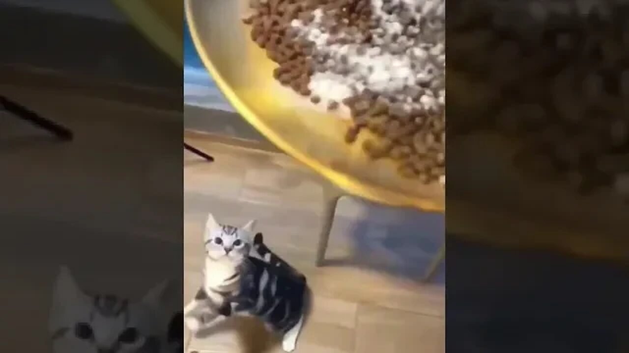 Angry Cats No Waiting Food #cat #funnyanimals #cats