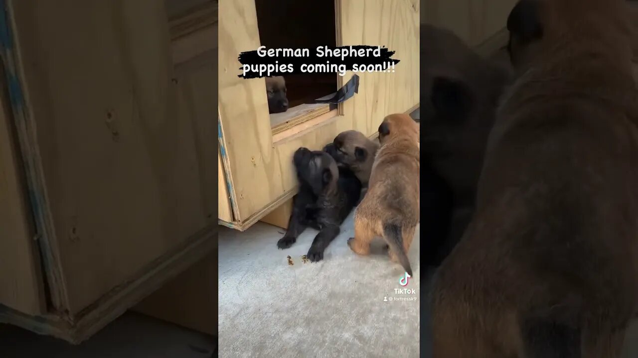 German Shepherd puppies coming soon. Reservations available. Text 813-836-9244