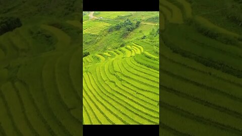 PESONA ALAM PESAWAHAN | the natural charm of the rice fields #shorts #nature #ricefield