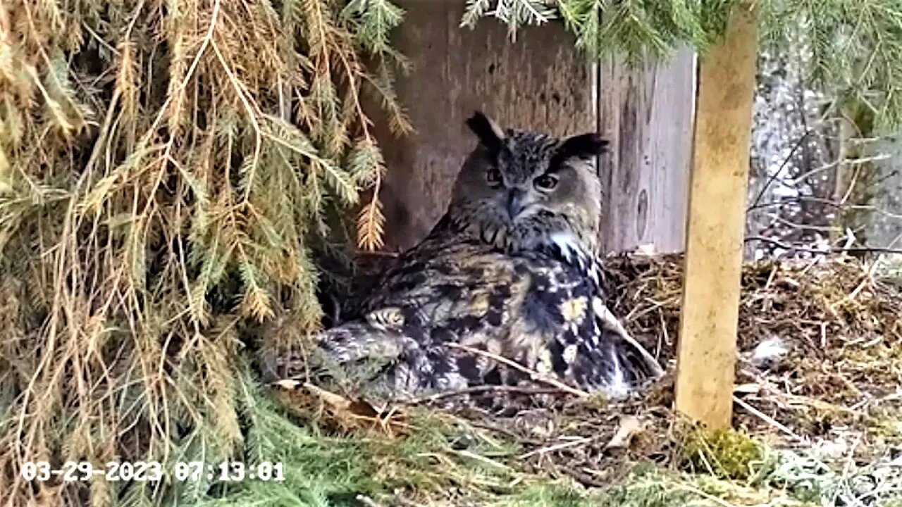 Eagle Owl Preening Her Feathers 🦉 03/29/23 07:11
