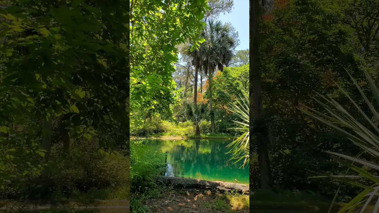 The Black Pond at Alfred B. Maclay Gardens State Park 12