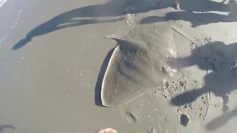 GIANT Butterfly Ray caught while shark fishing in the Outer Banks!