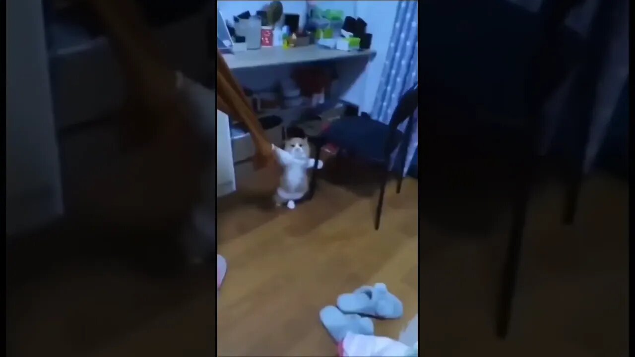 CAPITÃO GATO #shorts #planetaanimalshorts #eulovegatos