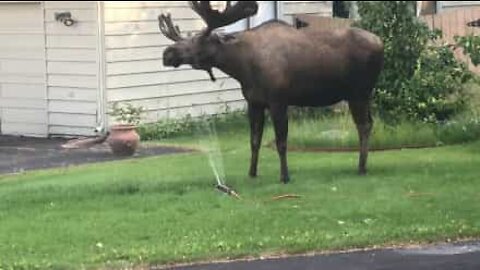 Moose cools off with sprinkler