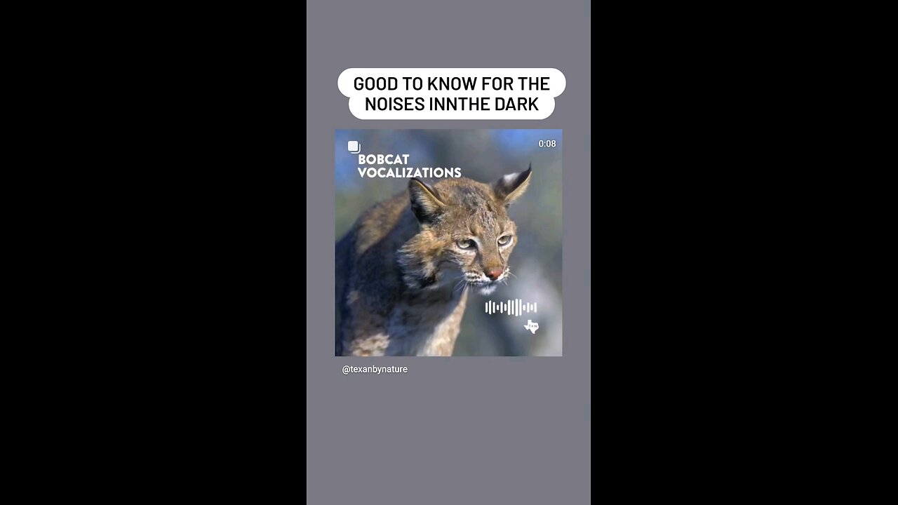 bobcat noises
