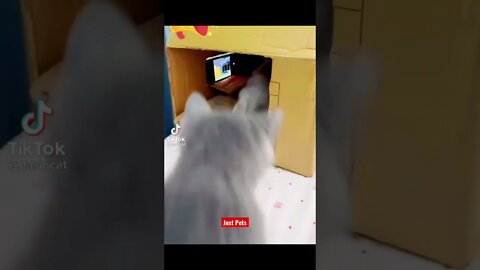 Aww This will make your day #shorts Funny Cats Videos funny pets