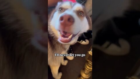 Husky is in love 🥰