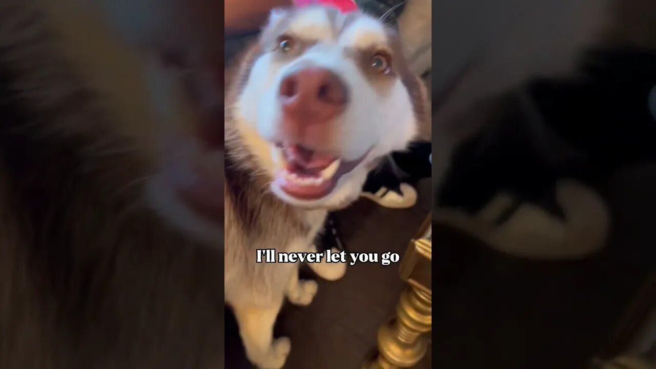 Husky is in love 🥰