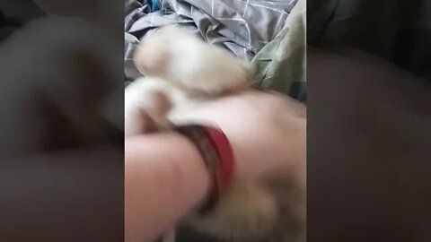 Fierce attack puppy