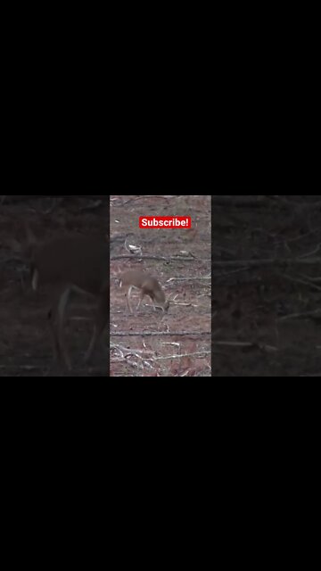 Georgia 8 point Dripped at 100 yards!