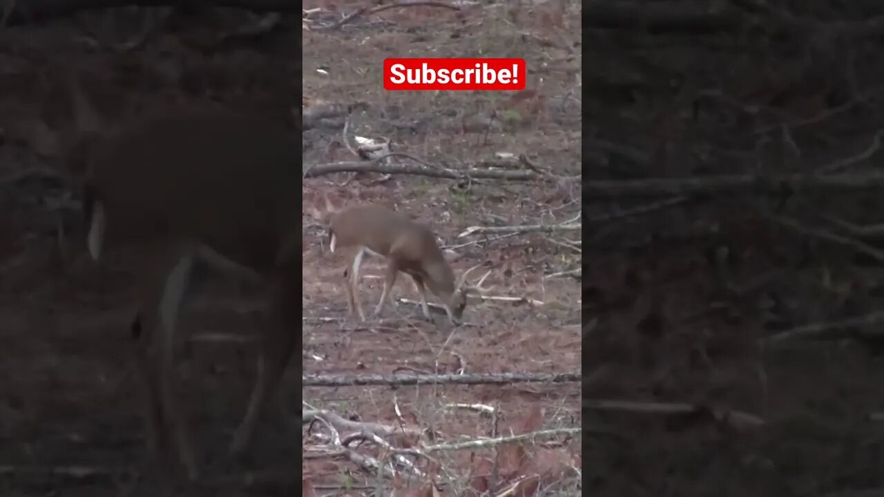 Georgia 8 point Dripped at 100 yards!
