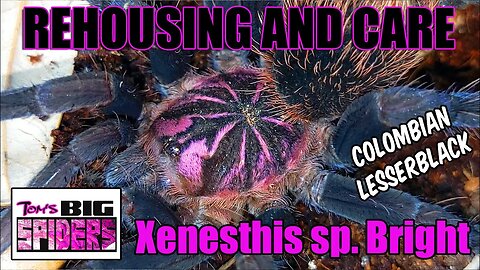 Xenesthis sp. bright "Colombian Lesserblack" Rehouse and Care
