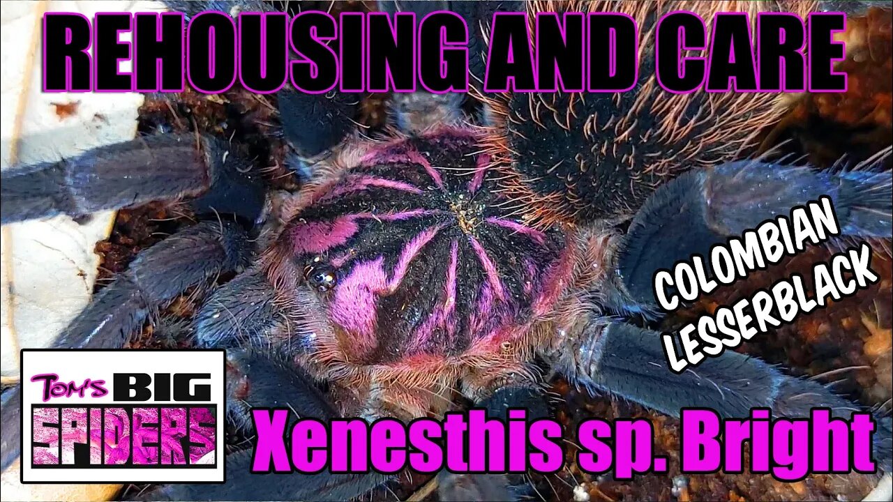 Xenesthis sp. bright "Colombian Lesserblack" Rehouse and Care