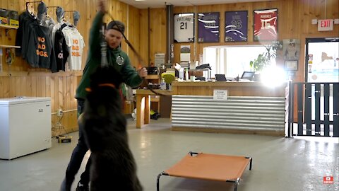 Tibetan mastiff tries to attack me! + how to train dominant dog