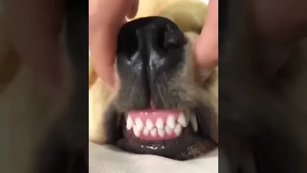 Dog teeth #petvideos #pet