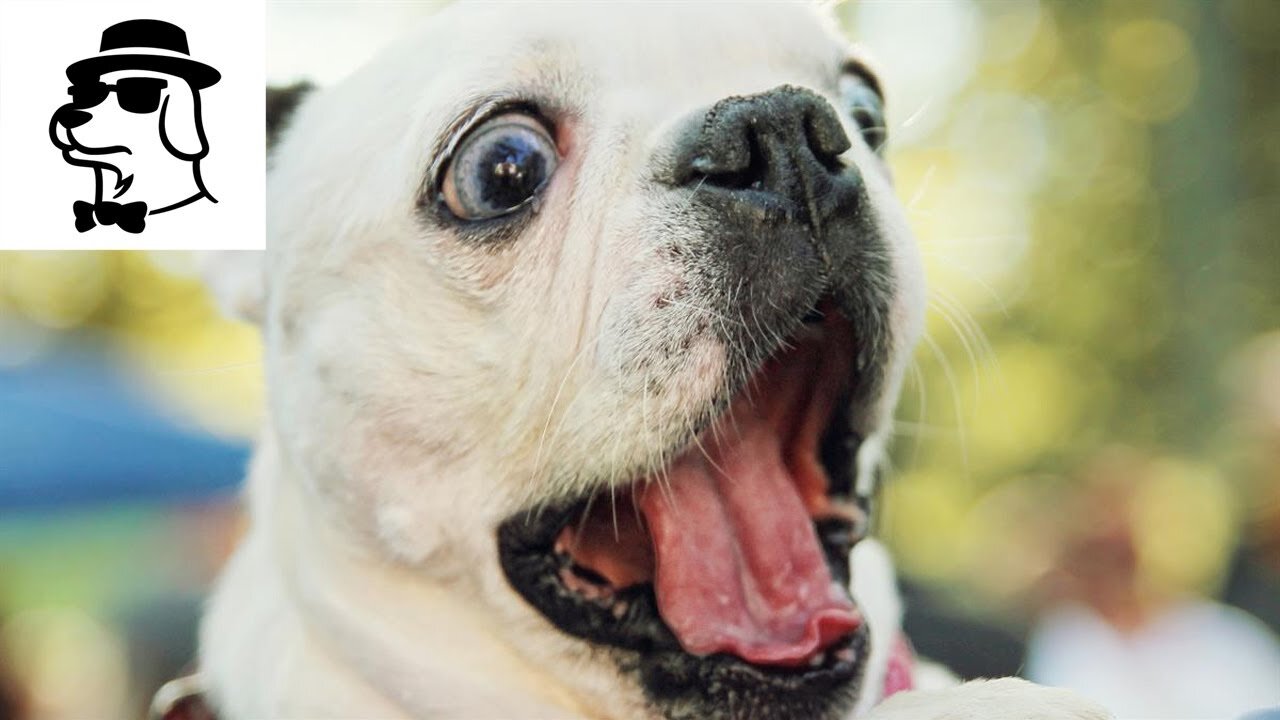 FUNNY ANIMAL VIDEO