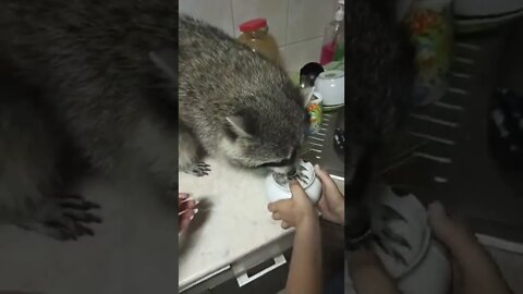 #shorts Смешные Еноты Из Тик Ток 36 Funny Tik Tok Raccoons