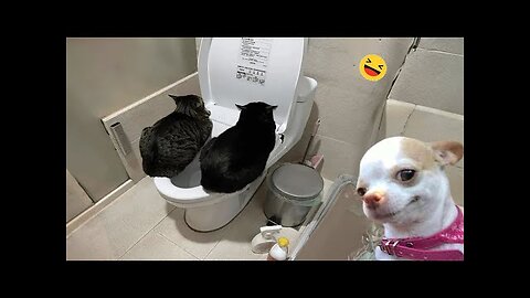 Try Not To Laugh Cats And Dogs Videos 😁 - Best Funniest Animals Video 2024