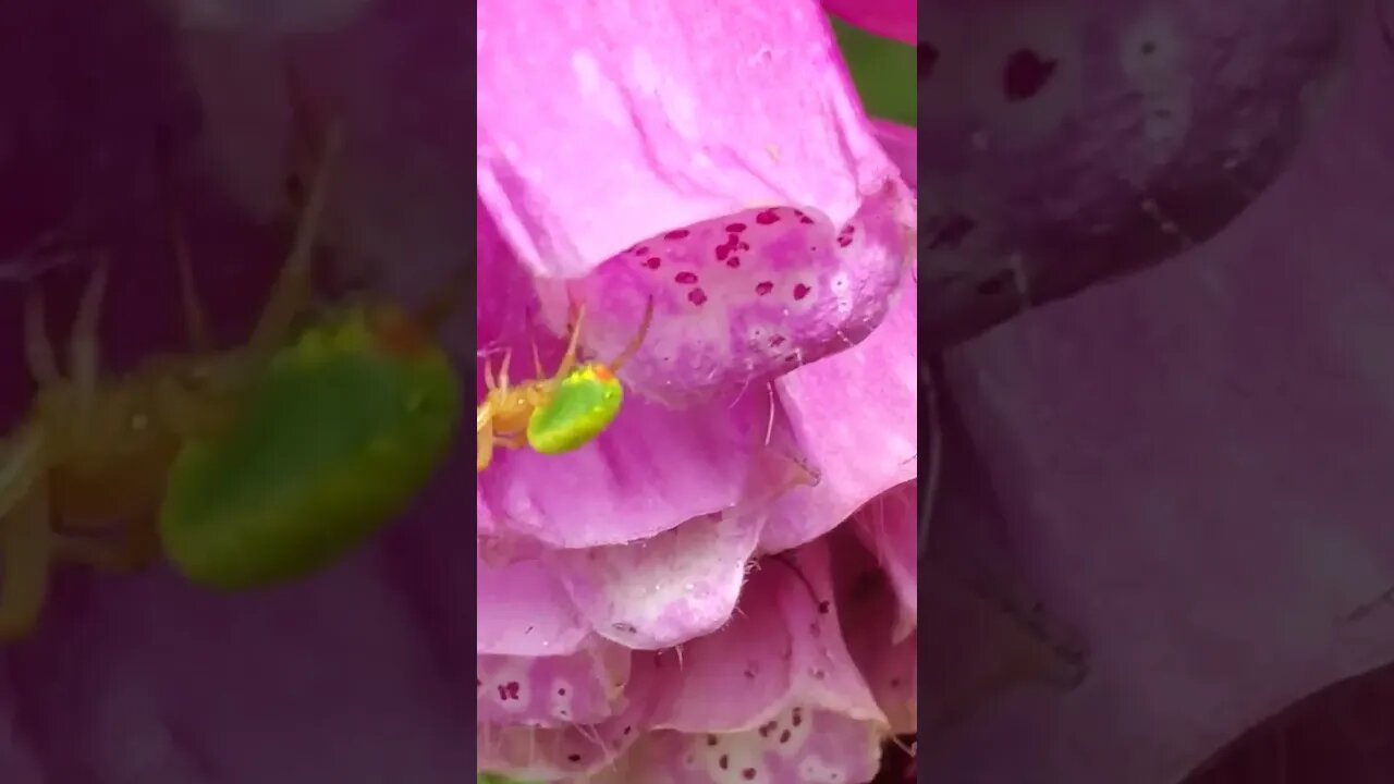 Hey You🕷#spider #yorkshire #nature # flower's