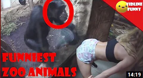 Funiest Fail in the Zoo