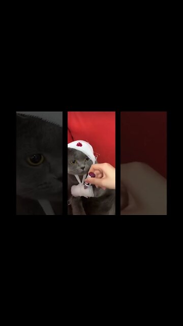 1Min Animal World #dogs #cats #pet