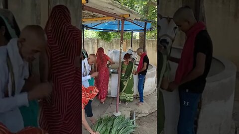 Women respecting cows and giving paddy leaves to cow,#shortvideo,#cowlover,#animallover,#gowmata