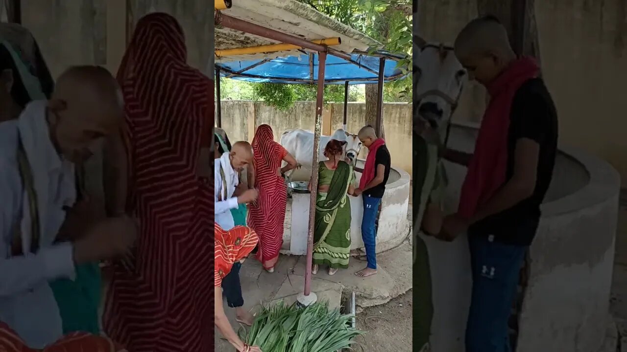 Women respecting cows and giving paddy leaves to cow,#shortvideo,#cowlover,#animallover,#gowmata