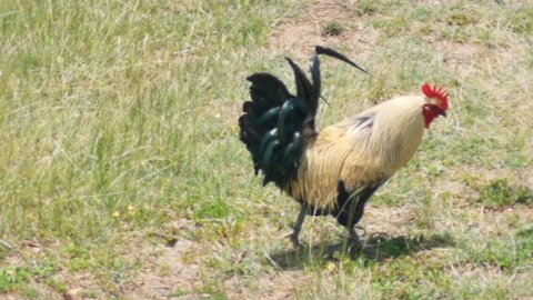 Rooster walks around and Crows