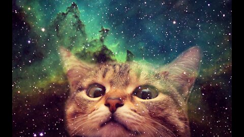 best cat weee,roblox,wee meme,