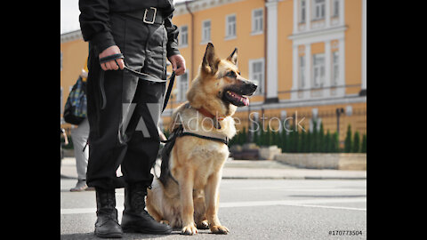 TRAIN YOUR GUARD DOG